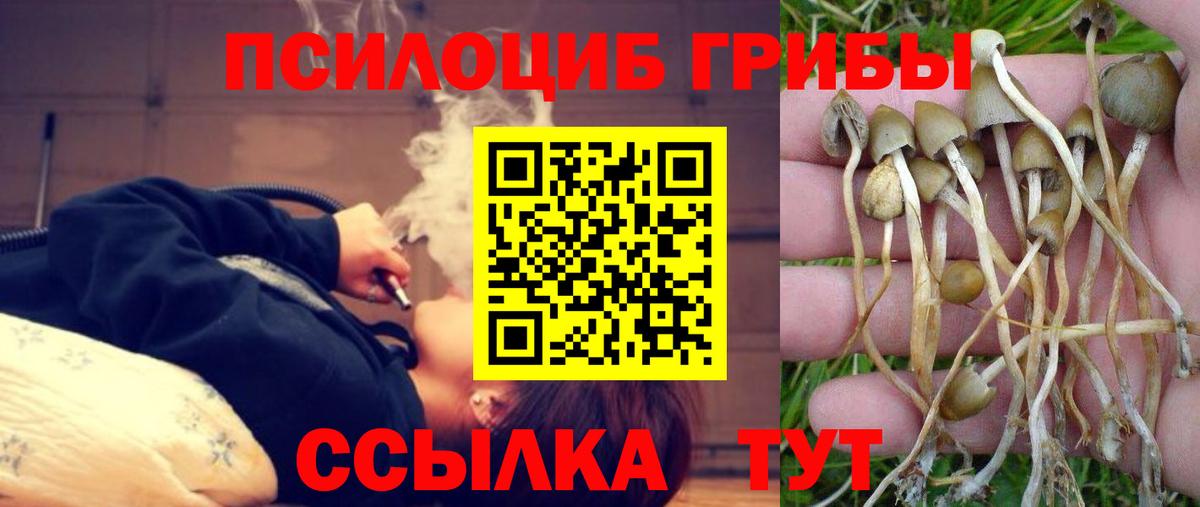 Псилоцибиновые грибы Psilocybe Алексин
